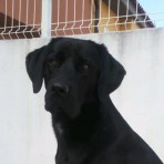Braco